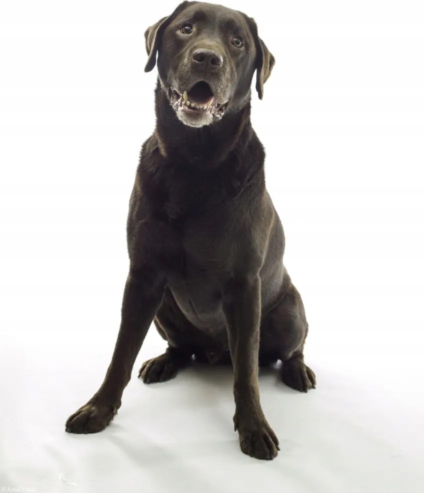 Poszter 21x29,7cm Barna labrador, fehér alapon, Assaf Frank