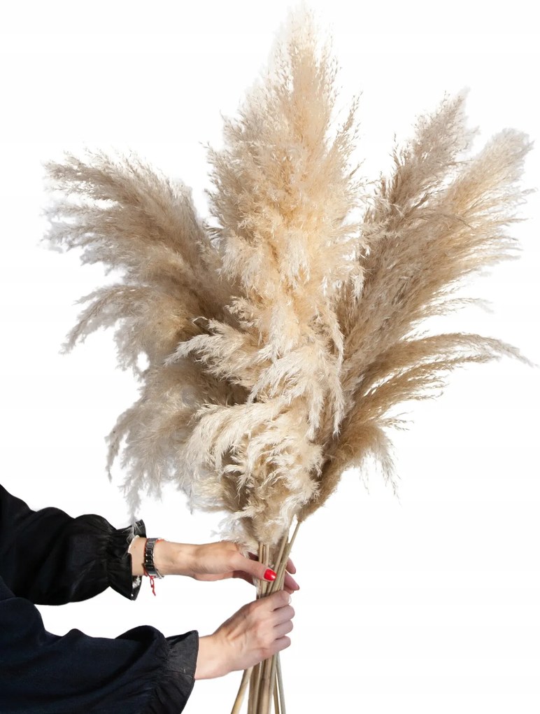 Pampas fű XL 120cm bolyhos 3db