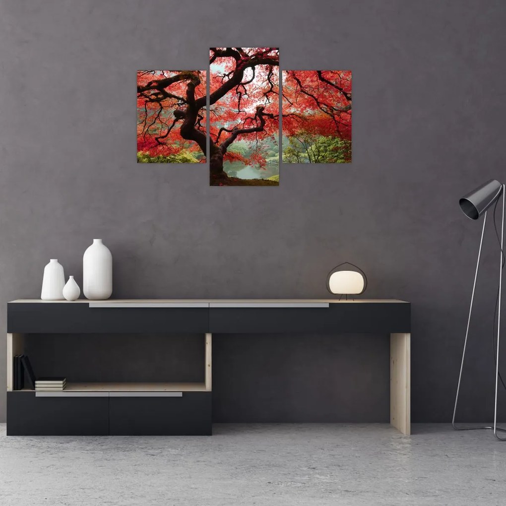 Red Japanese Maple, Portland, Oregon képe (90x60 cm)