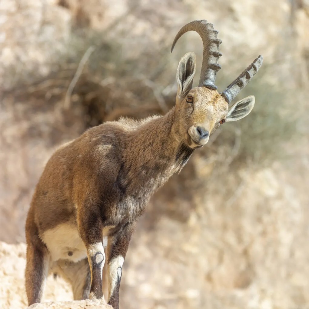 Poszter 60x60cm Ibex Nubiana, Assaf Frank