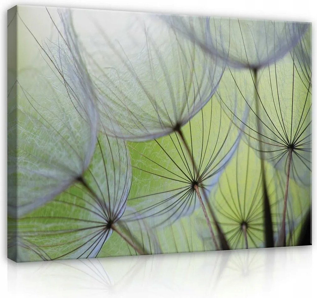 Vászonkép 100x75 Könnyűség éteri finomság pitypang természet makro nyugalom