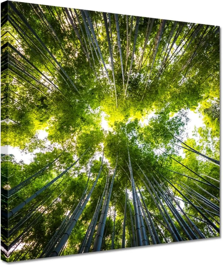 Vászonkép 30x30 Bambusz trópusi erdő