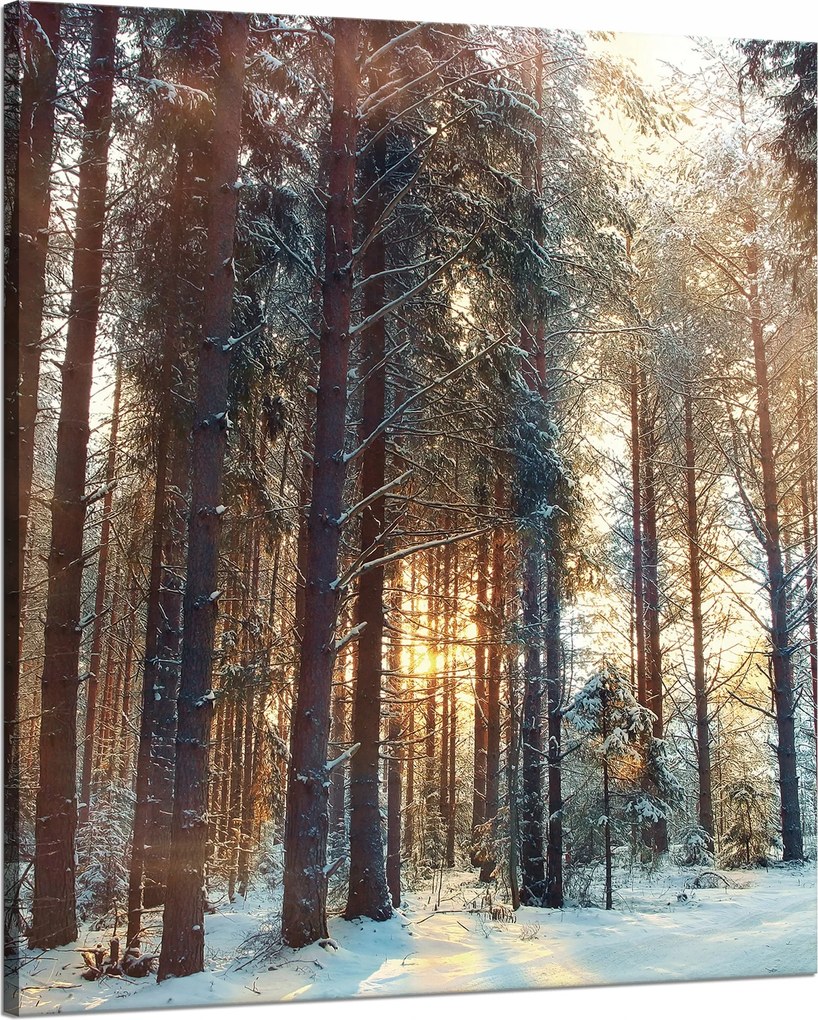 Vászonkép Erdő Tél Hó Fehér Természet 80x100 cm