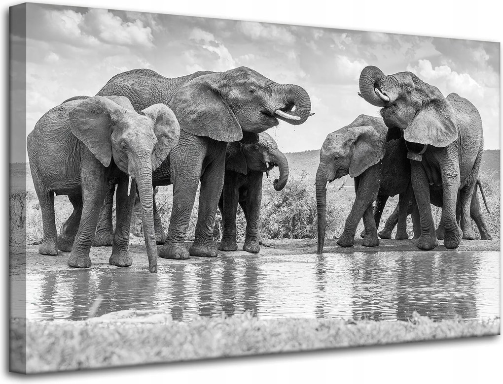Vászonkép Elefántok a vízen Szürke Természet 80x50 cm