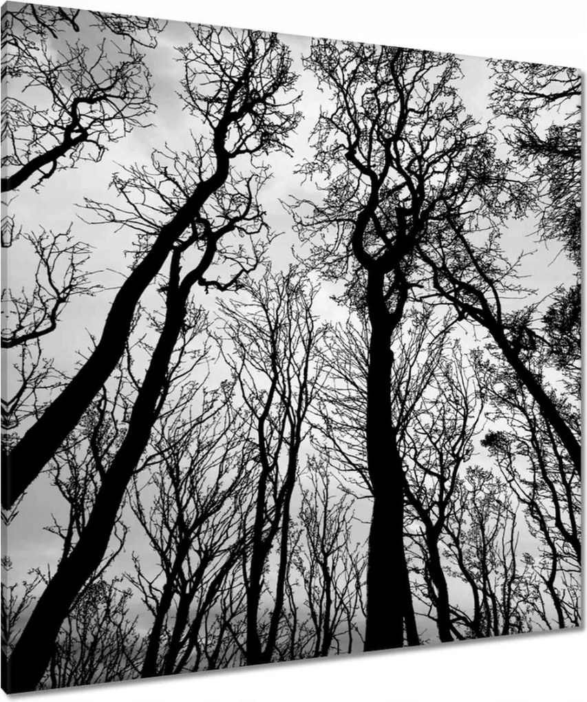 Vászonkép 90x90 Erdő Fák Kilátás alulról