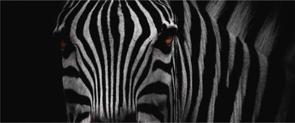 Zebra képe (120x50 cm)