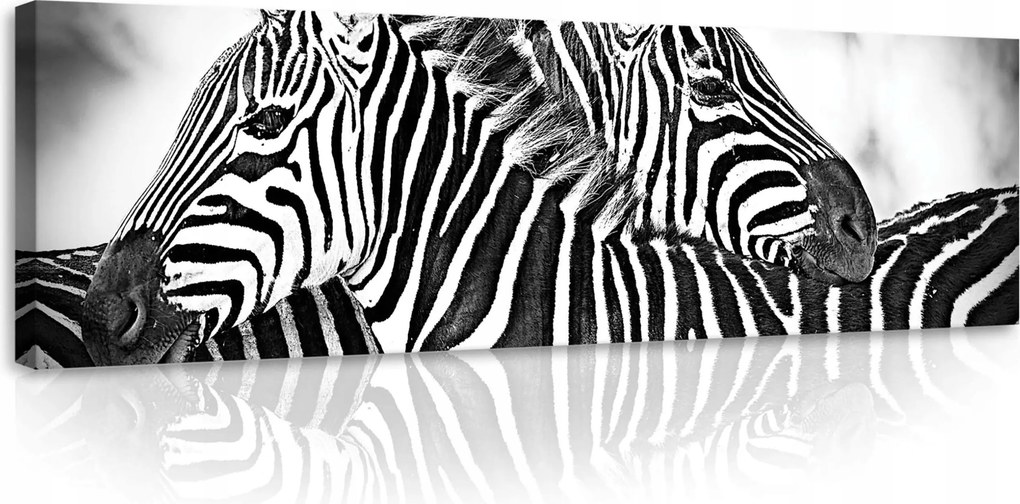 Vászonkép 145x45 A zebra monokróm harmóniája a nappali fény ölelésében