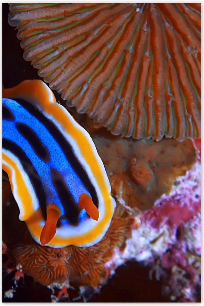 Poszterek 60x90 Halak a vízi ökoszisztémában