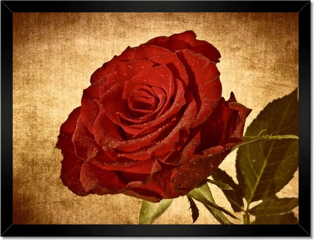 Poszterek keretben 40x30 Rózsa szépia háttérrel