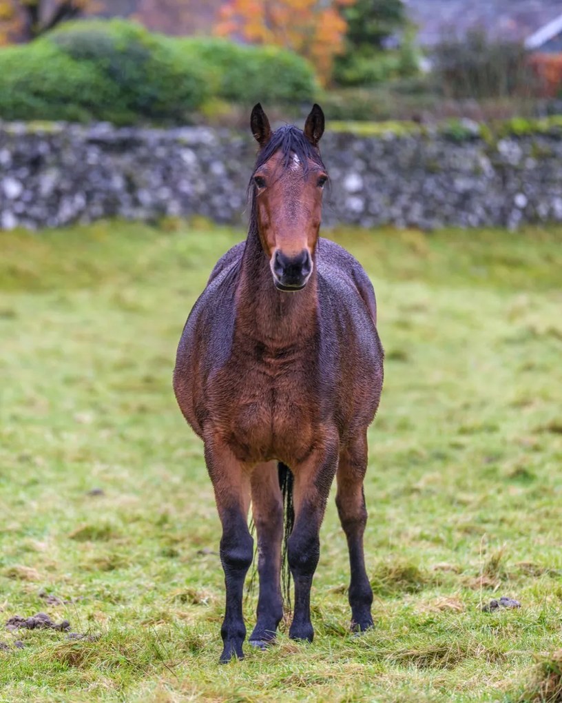 Poszter 40x50cm Ló a mezőn, Assaf Frank