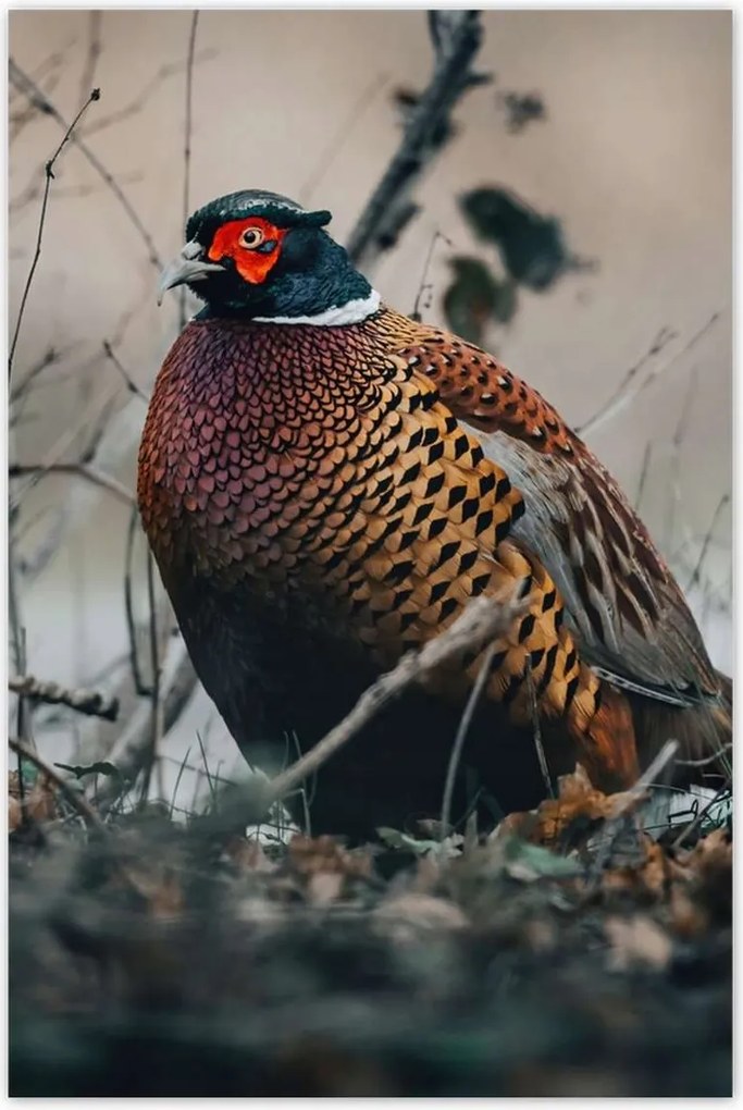 Poszterek 80x120 Fácán a természetben Madarak