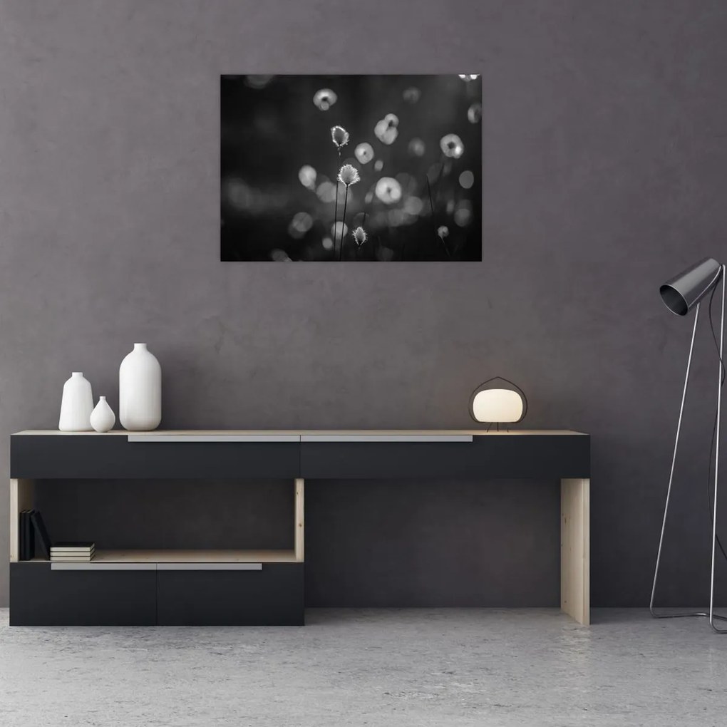 Üveg kép - Pamutfű a réten (70x50 cm)