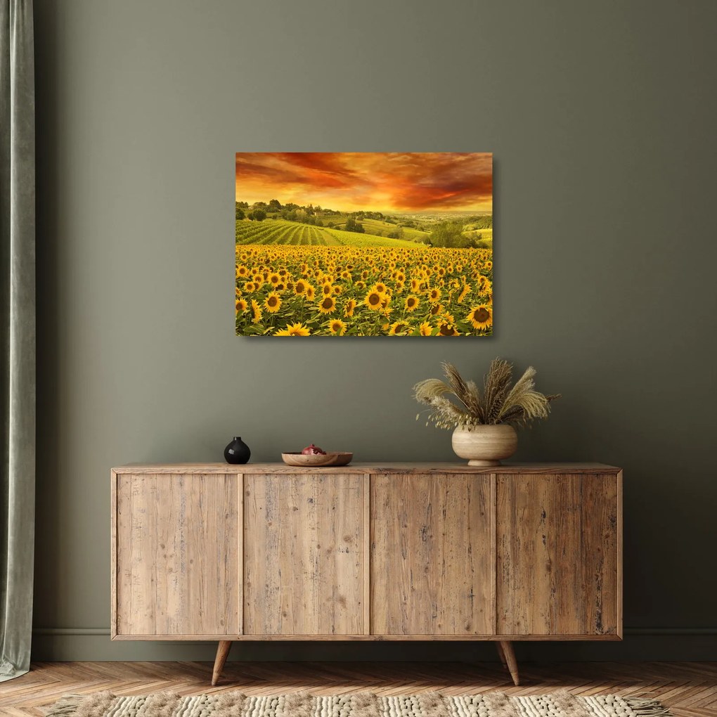 Üveg kép - Napraforgó mező (70x50 cm)