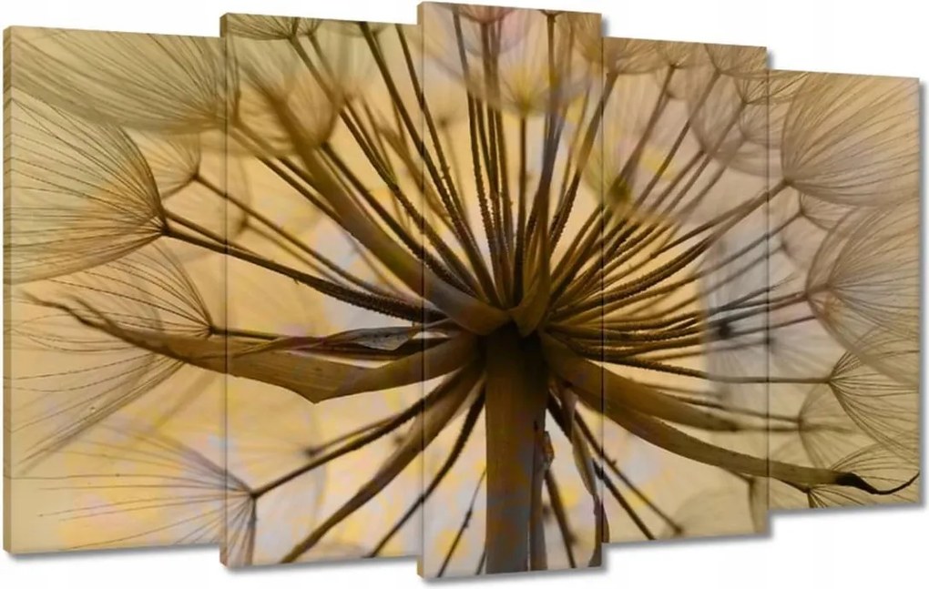 Vászonkép 100x60 Pitypang Virág Virágok