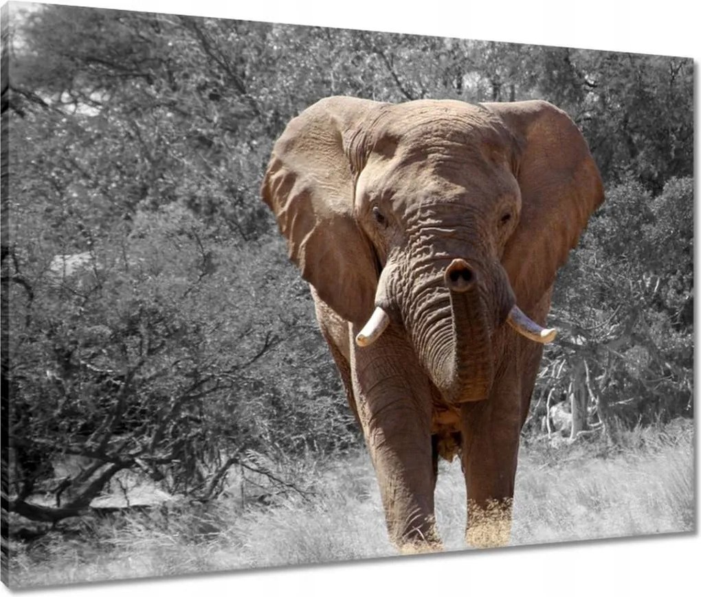 Vászonkép 80x60 A nagy elefánt
