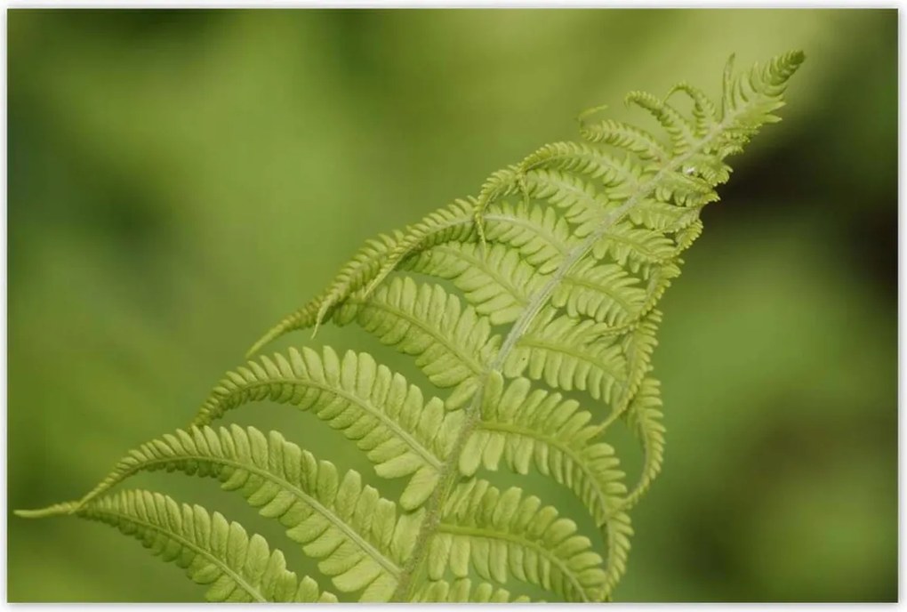 Poszterek 120x80 Páfrányok Erdő Zöld levél