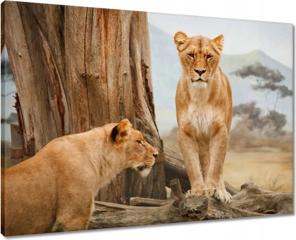 Vászonkép 70x50 Oroszlánok Afrikában