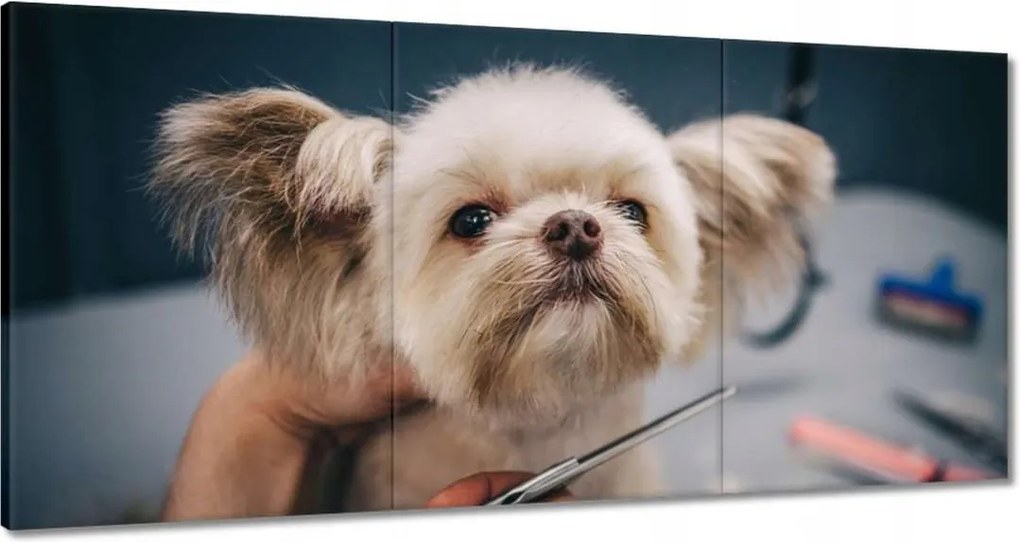 Képek 180x90 Kutya a Groomer nappaliban