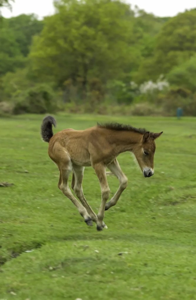 Poszter 53x81cm Csikó fut a mezőn, Assaf Frank