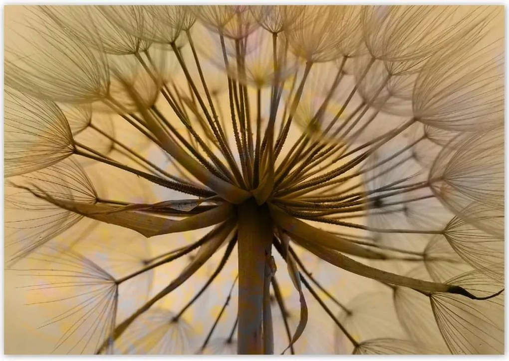 Poszterek 100x70 Pitypang Virág Virágok