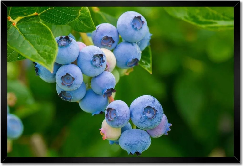 Poszterek keretben 60x40 Étvágygerjesztő áfonya