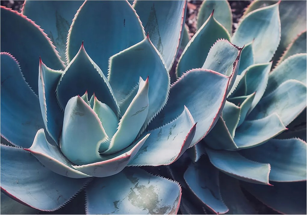 Fotótapéta Flizelin Dekoratív Hálószoba Zöld aloe vera 208x146 Ragasztó