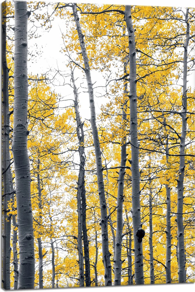 Vászonkép Nyírfák Sárga levelek Természet Tavasz 40x60 cm
