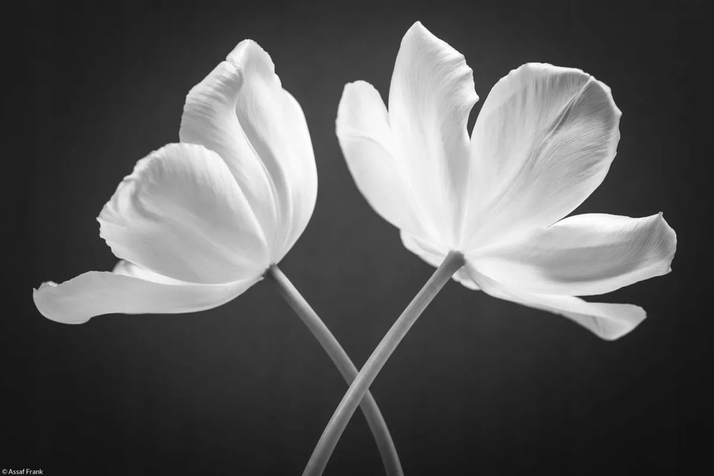 Poszter 30x20cm Két keresztbe tett tulipán virág, Assaf Frank