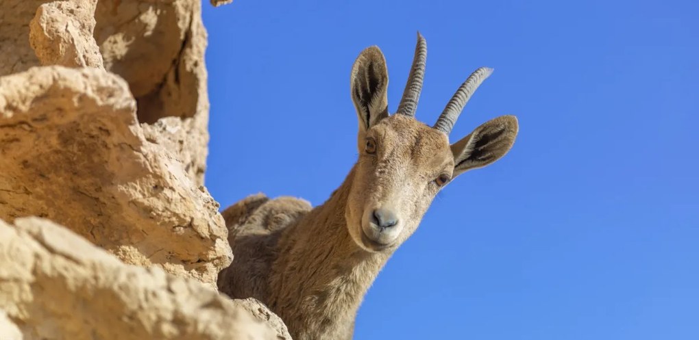 Poszter 91,3x44,5cm Ibex Nubiana 2, Assaf Frank