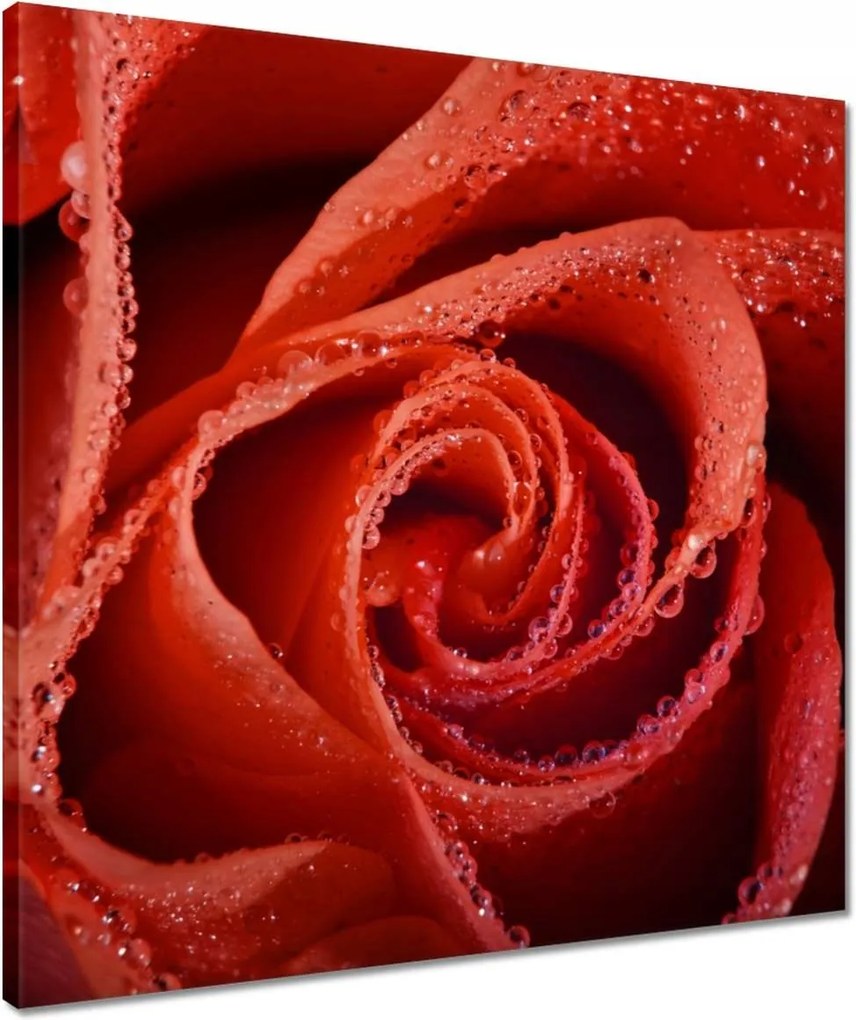 Vászonkép 50x50 Harmatcseppek a rózsán