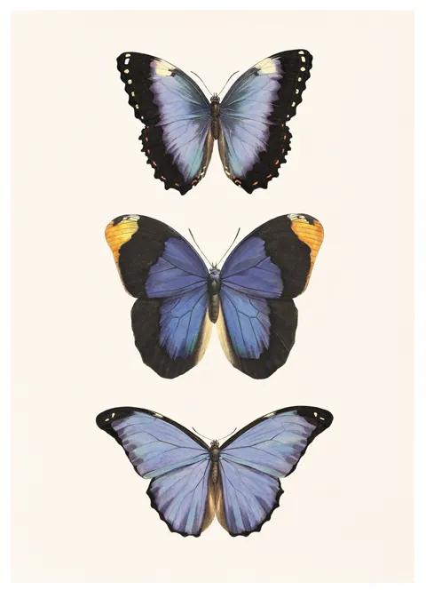 Kék pillangók művészi nyomat, print A4/A5
