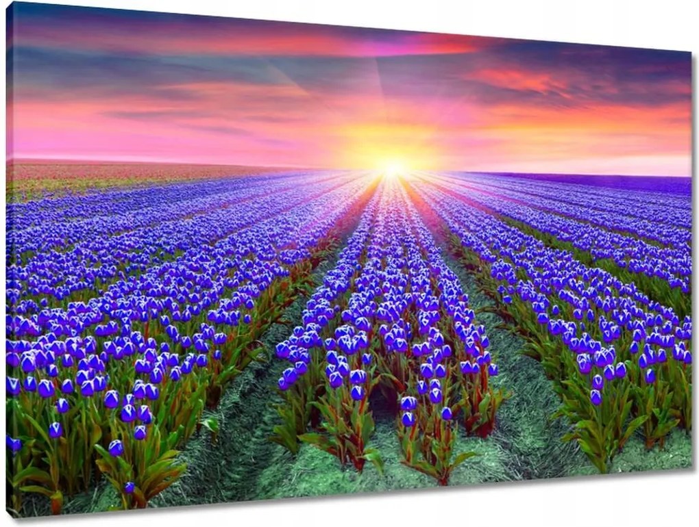 Vászonkép 90x60 Tulipánok tengere Tulipánok