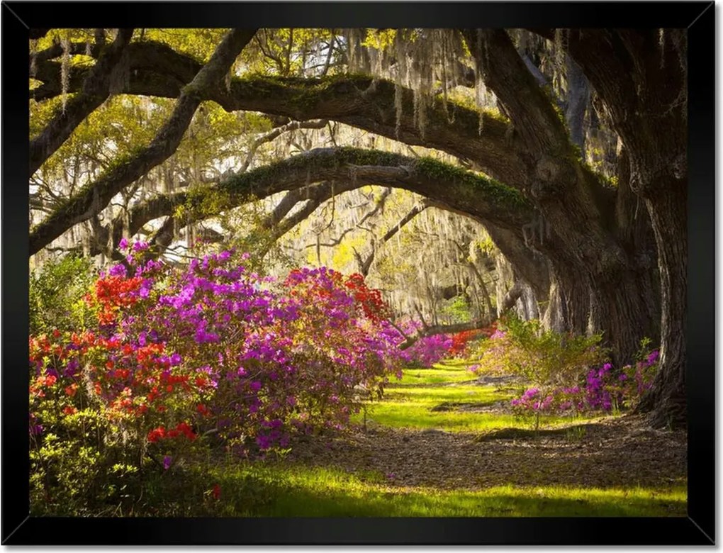 Poszterek keretben 40x30 Tölgyfa sikátor