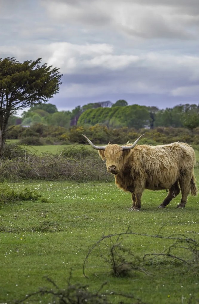 Poszter 53x81cm Tehén a faluban 3, Assaf Frank