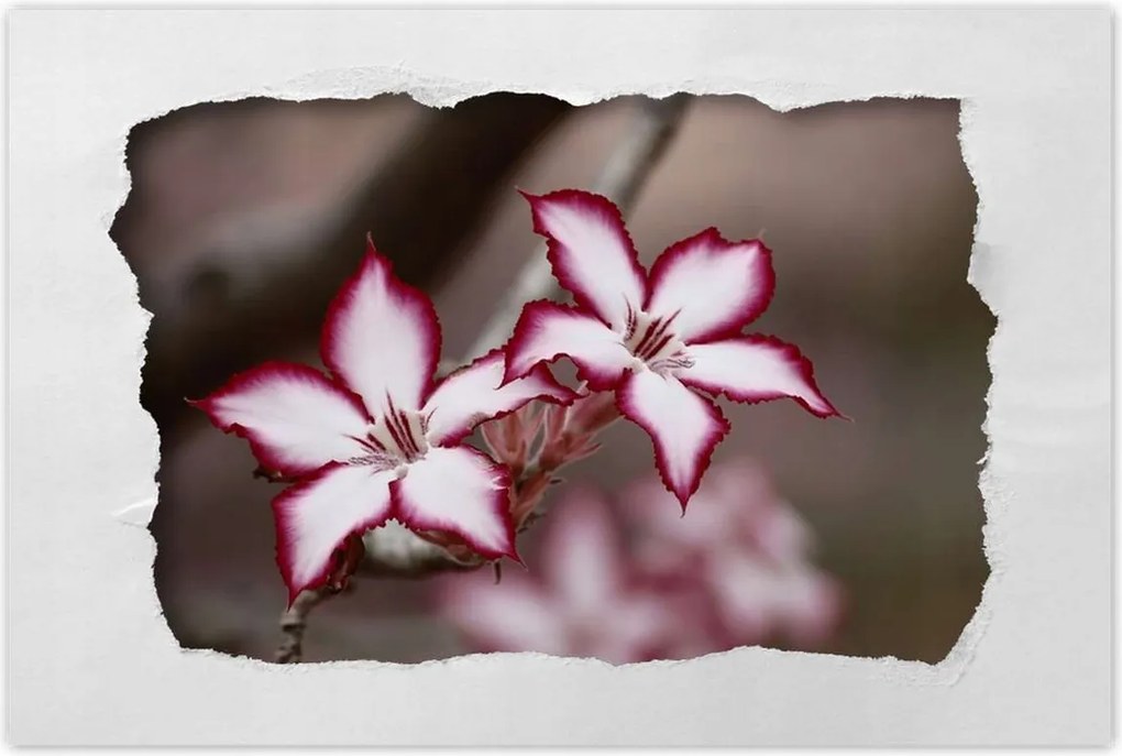 Poszterek 90x60 Nőnap Ajándék Love