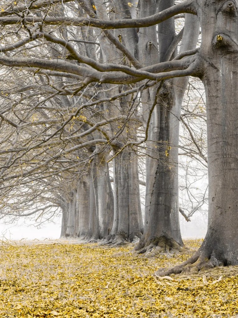 Poszter 30x40cm Fák egy sorban sárga levelek, Assaf Frank
