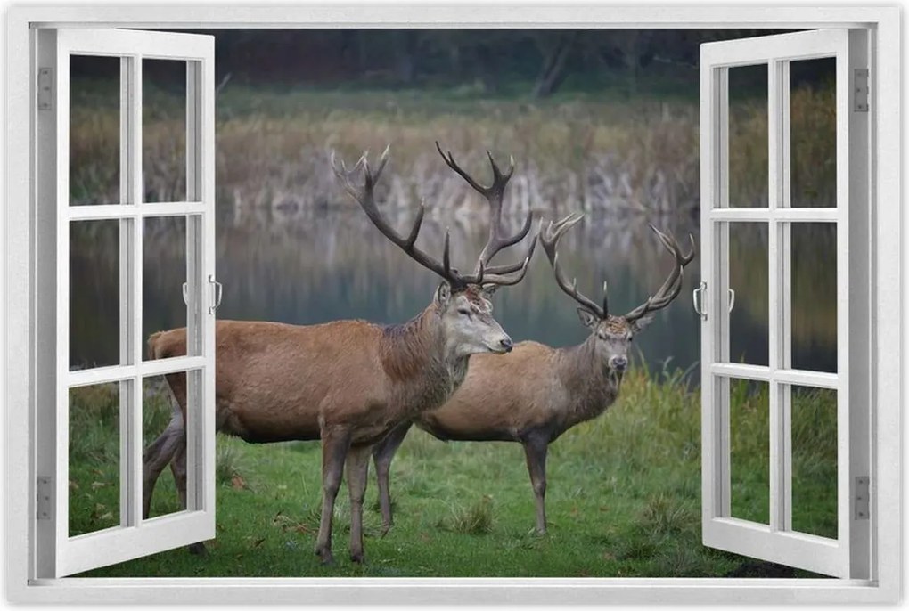 Poszterek 120x80 Szarvasok a természetben Rét