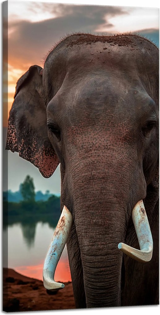 Vászonkép Gyönyörű Ég Elefánt Természet 40x80 cm Ideális ajándék