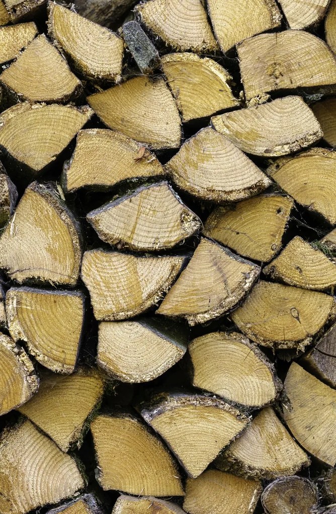 Poszter 56,6x86,4cm Fa rönkök, Assaf Frank