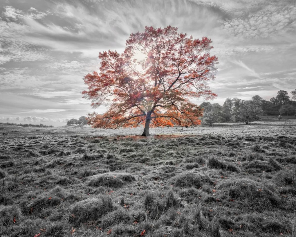 Poszter 50x40cm Egy fa az őszben, Assaf Frank