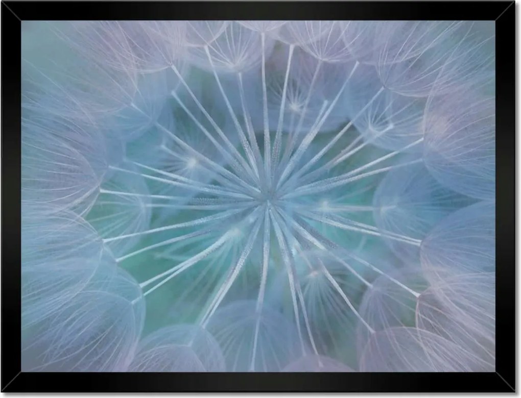 Poszterek keretben 40x30 Pitypang Virág Virágok