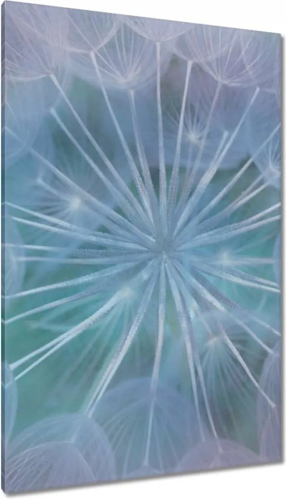 Vászonkép 80x120 Pitypang Virág Virágok