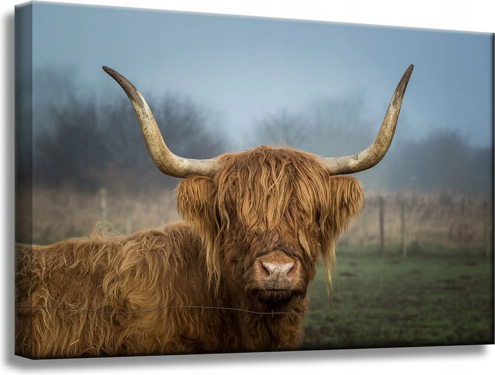 Vászonkép Állatok Skót tehén 60x40 cm
