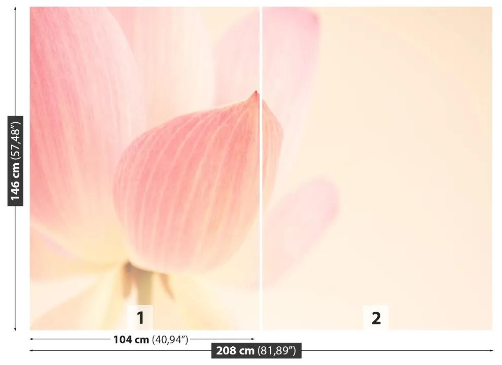 Fotótapéta rózsaszín lótusz 104x70 cm