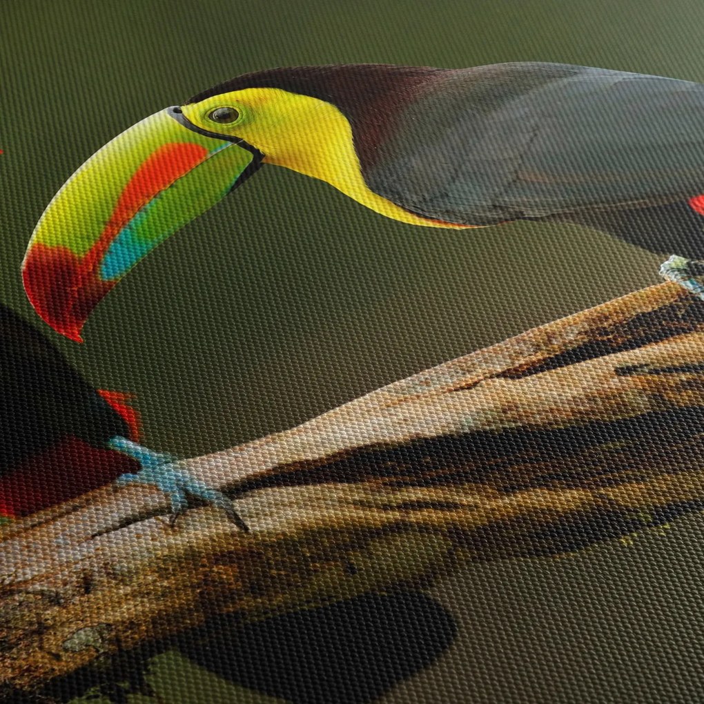 Ülő tukánok képe, Costa Rica (70x50 cm)