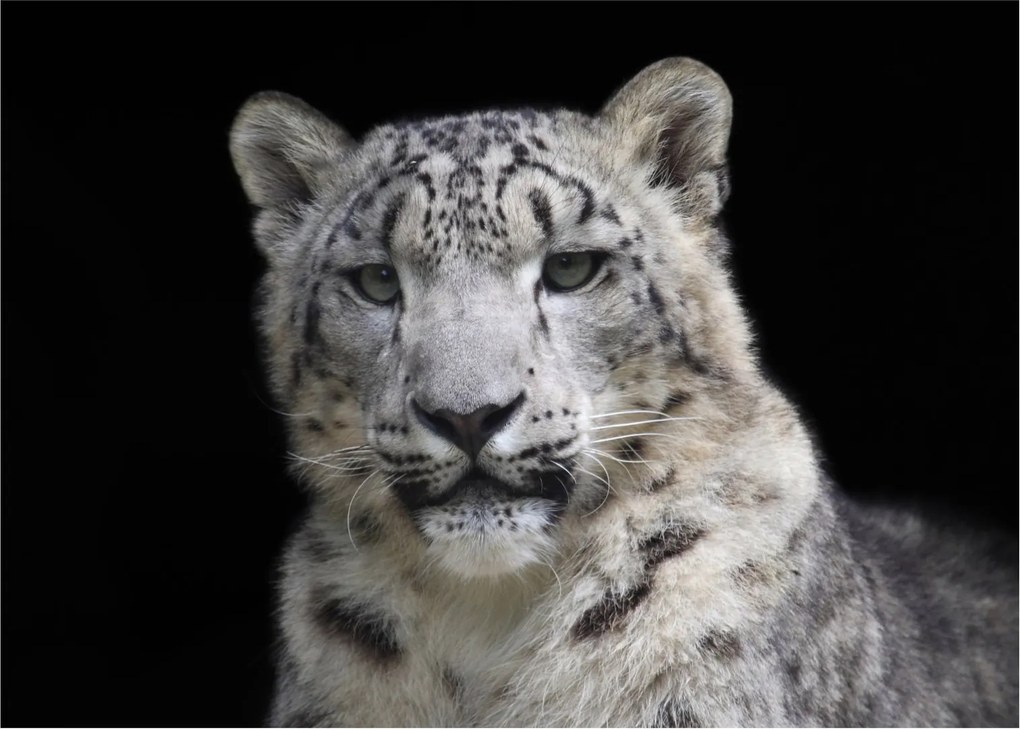 Kép - Snow Leopard (70x50 cm)