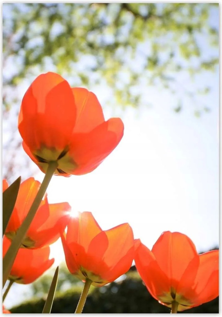 Poszterek 70x100 Az égen a pipacsok által