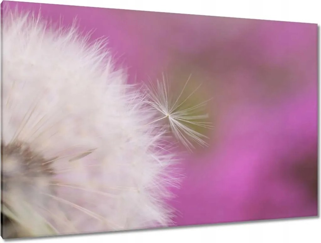 Vászonkép 120x80 Pitypang Virág Virágok