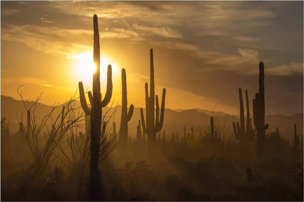 Kép - Saguaro kaktuszok (90x60 cm)