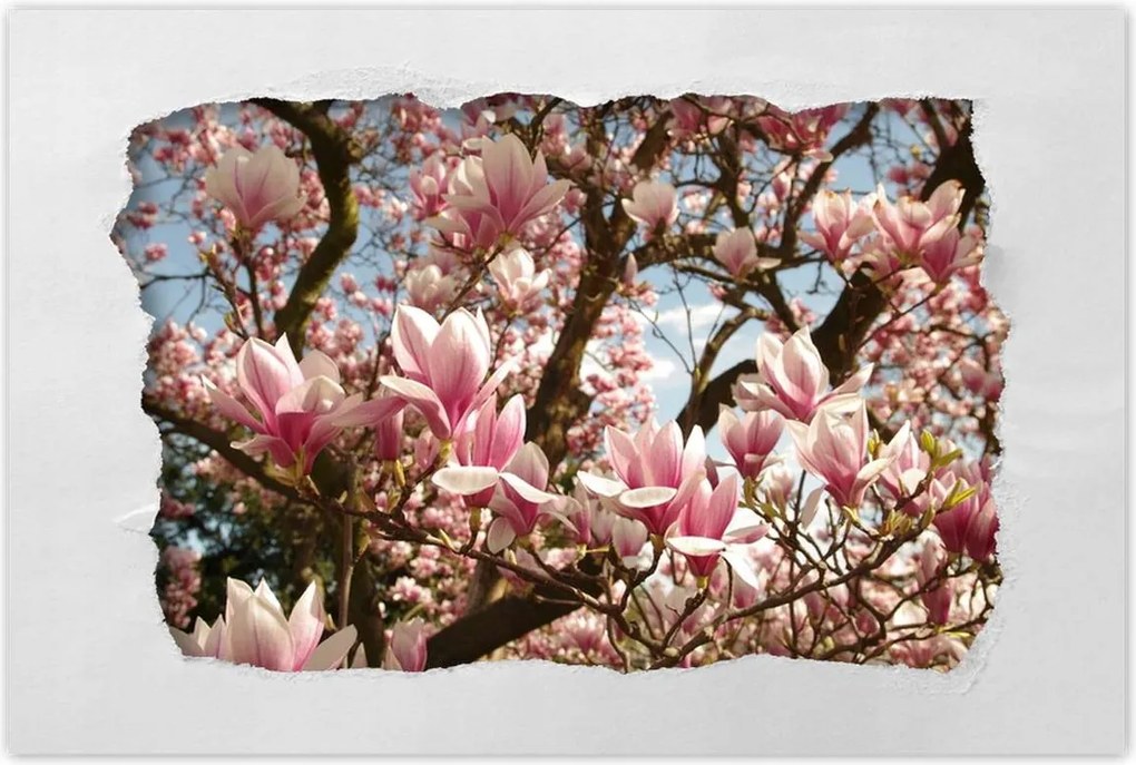Poszterek 120x80 Magnólia Virágok Kék